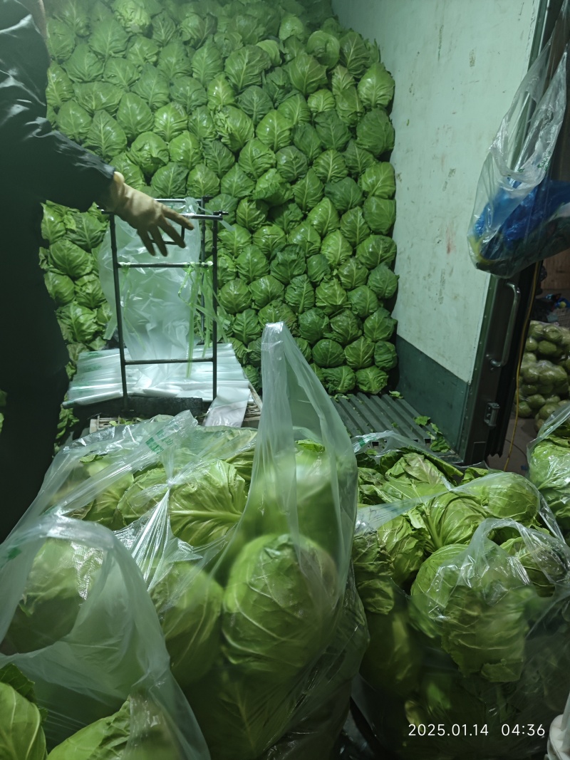 甘蓝大量供应山东，产地直发，货源充足，量大从优，欢迎咨询