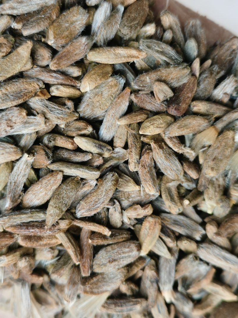 新产改良脱毒两年生白术种子来人采购物流快递发货收货后付款