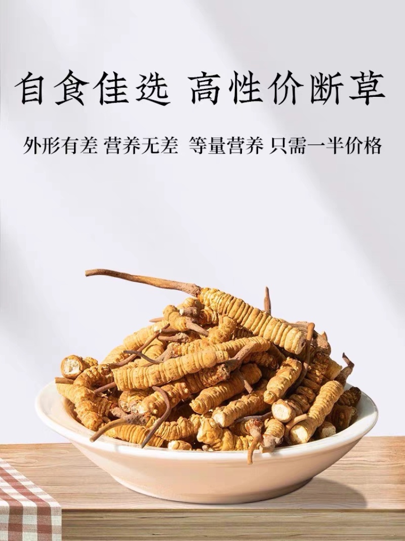 冬虫夏草断草西藏断草纯肉体断虫草有草头断草泡酒泡药药引子断草
