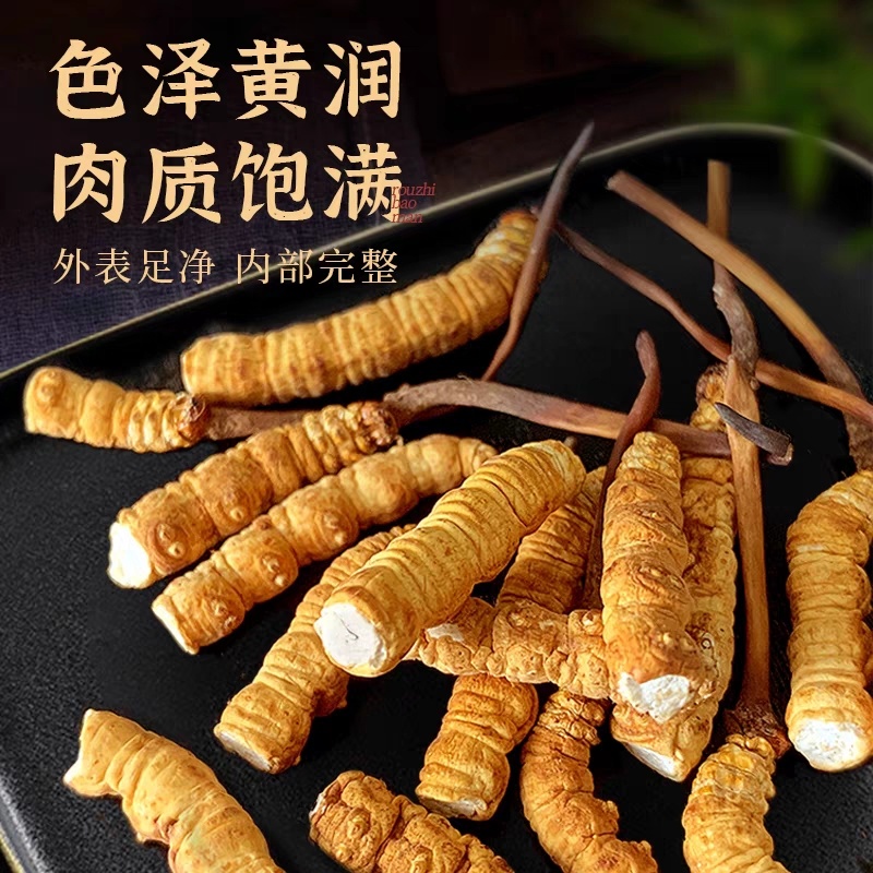 冬虫夏草断草西藏断草纯肉体断虫草有草头断草泡酒泡药药引子断草