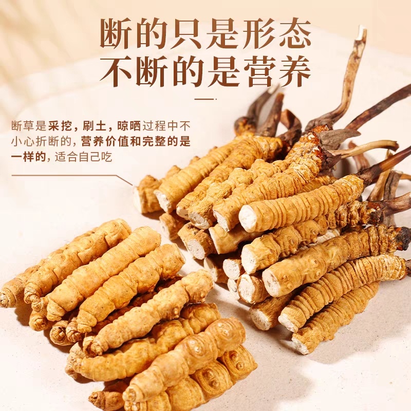 冬虫夏草断草西藏断草纯肉体断虫草有草头断草泡酒泡药药引子断草
