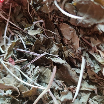 三七叶田七干叶子正宗云南文山野生干烘干叶茶三七叶粉中药材