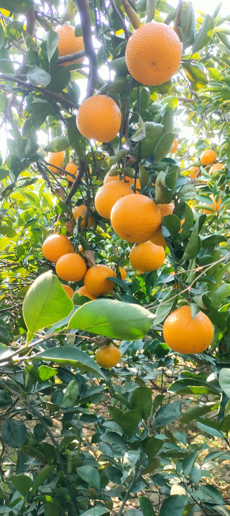 广西象州黄金桔柚种植户，口感很好，清甜化渣
