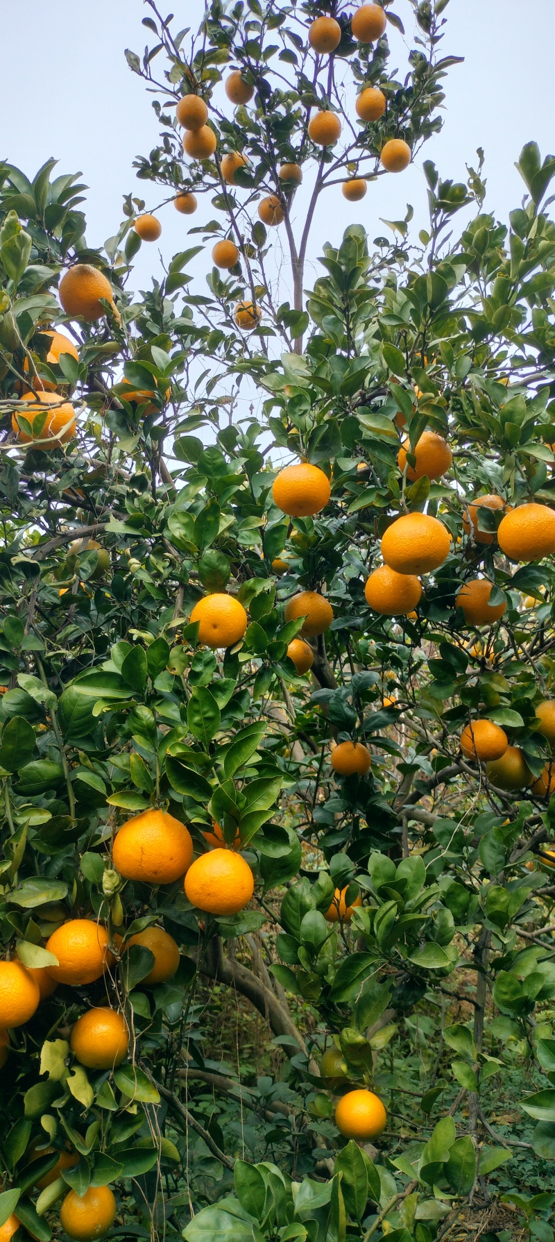 广西象州黄金桔柚种植户，口感很好，清甜化渣
