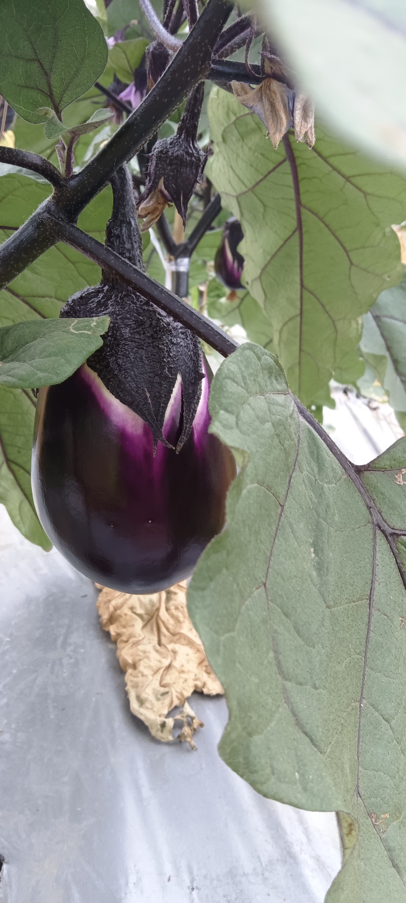 紫圆茄湘菜必备