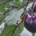 紫圆茄湘菜必备