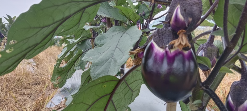 紫圆茄湘菜必备