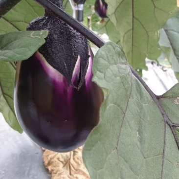 紫圆茄湘菜必备
