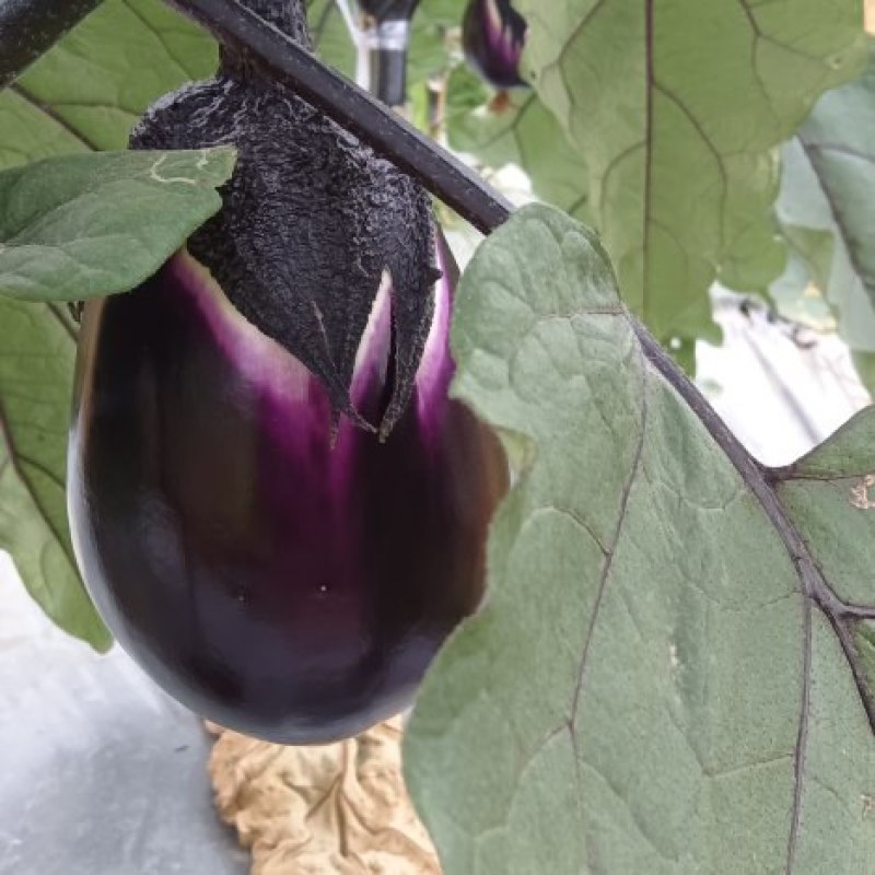 紫圆茄湘菜必备