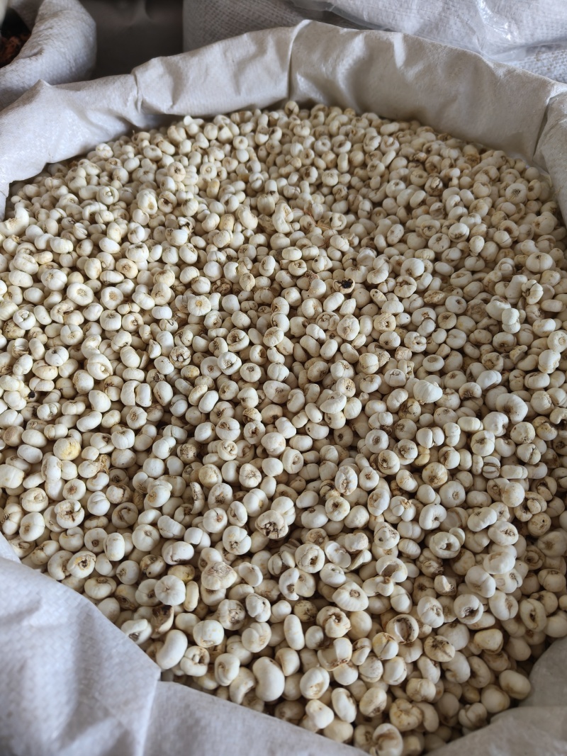 贝母小贝母0.8至0.9祥泰药材栈中药材批发零售实物
