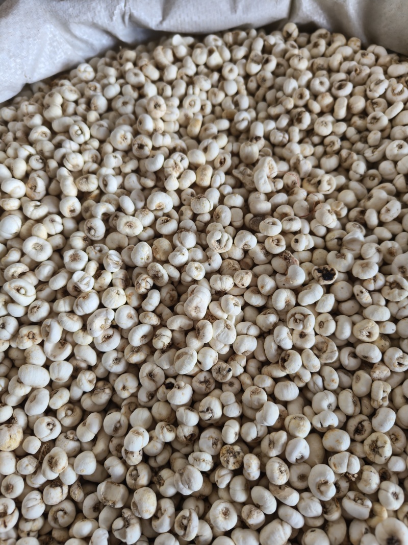 贝母小贝母0.8至0.9祥泰药材栈中药材批发零售实物