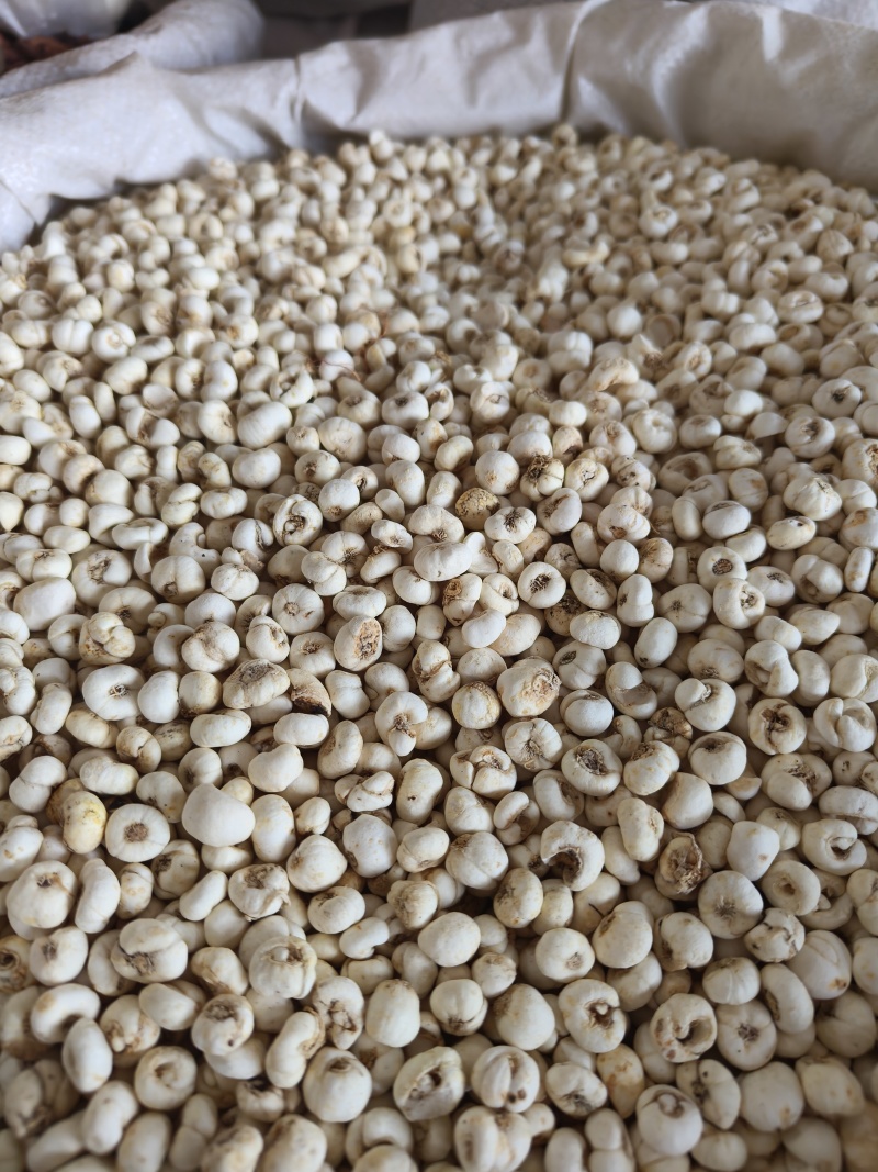 贝母小贝母0.8至0.9祥泰药材栈中药材批发零售实物