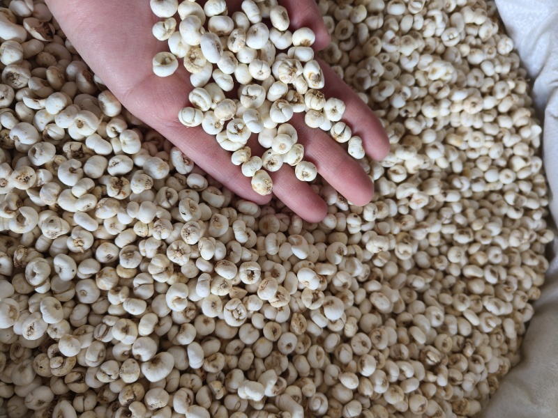贝母小贝母0.8至0.9祥泰药材栈中药材批发零售实物