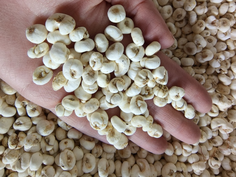 贝母小贝母0.8至0.9祥泰药材栈中药材批发零售实物