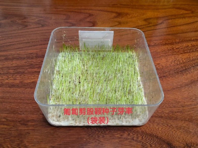进口魔毯匍匐剪股颖草籽庭院别墅耐践踏高尔夫球场草坪种子