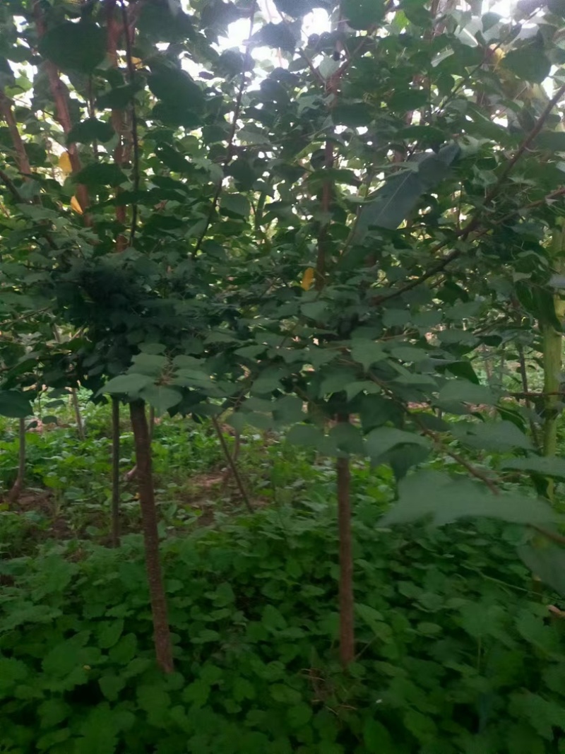【牛商推荐】山杏树苗丛生山杏树规格齐全欢迎选购