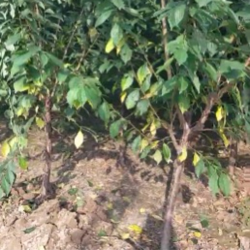 【牛商推荐】李子树苗规格齐全欢迎选购