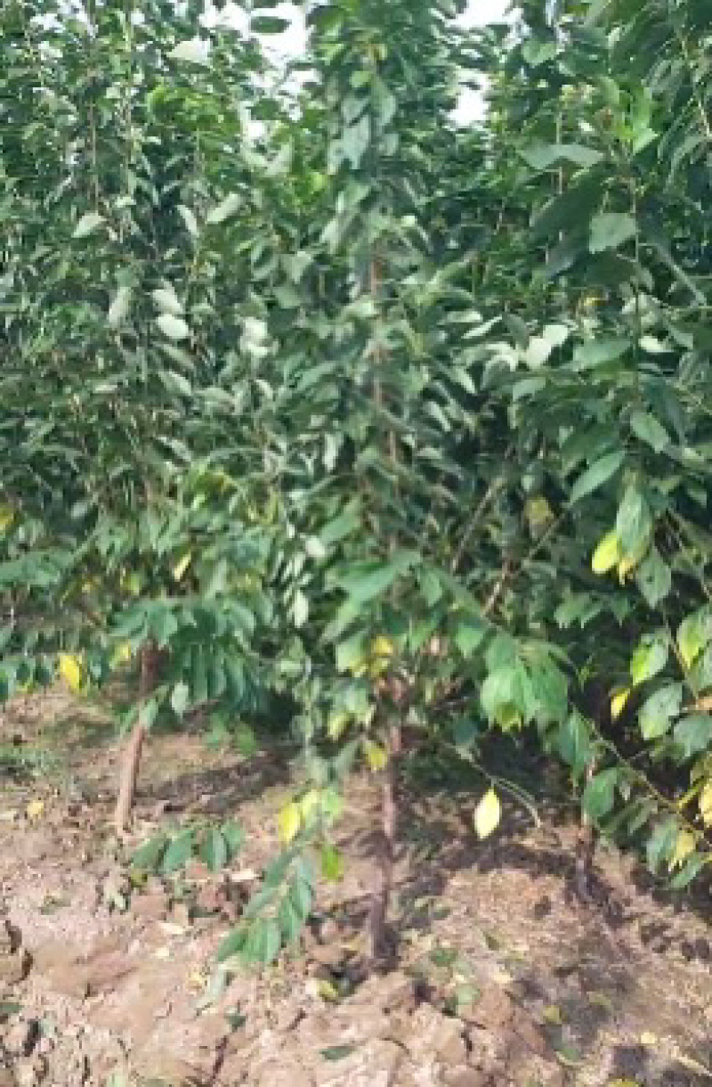 【牛商推荐】李子树苗规格齐全欢迎选购