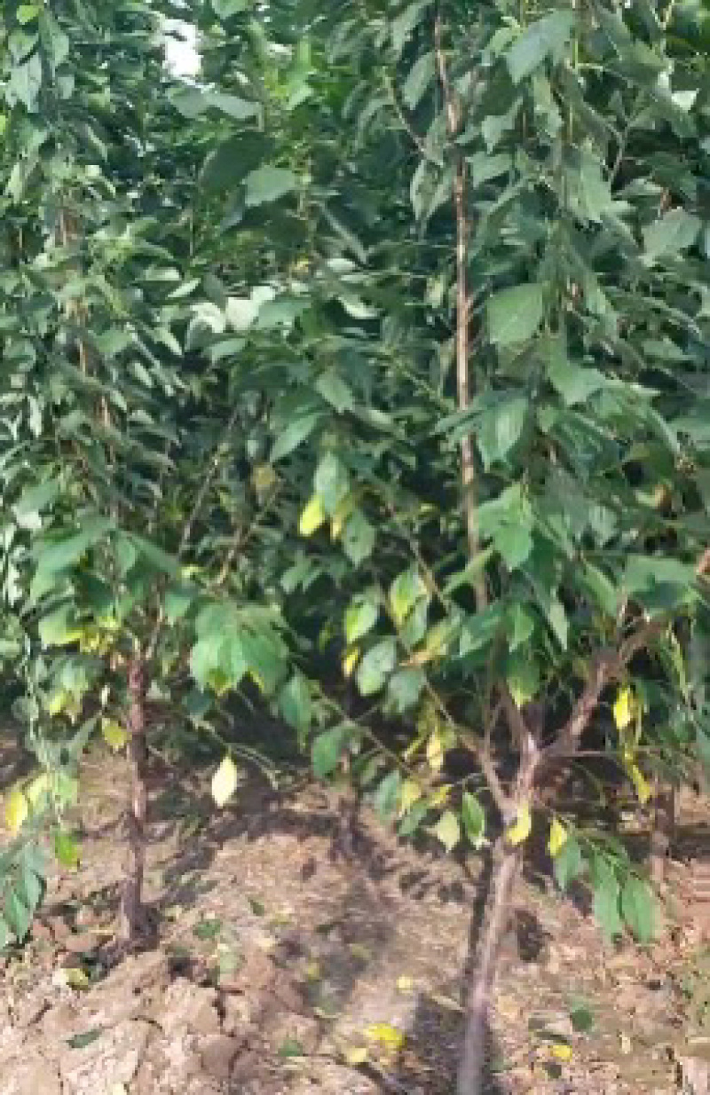 【牛商推荐】李子树苗规格齐全欢迎选购