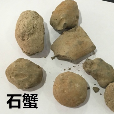 石蟹中药材蟹化石小石蟹大石蟹灵石蟹石螃蟹中草药