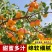 【牛商推荐】山杏树苗丛生山杏树规格齐全欢迎选购