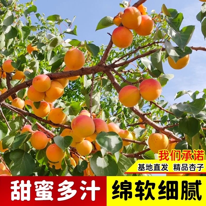 【牛商推荐】山杏树苗丛生山杏树规格齐全欢迎选购