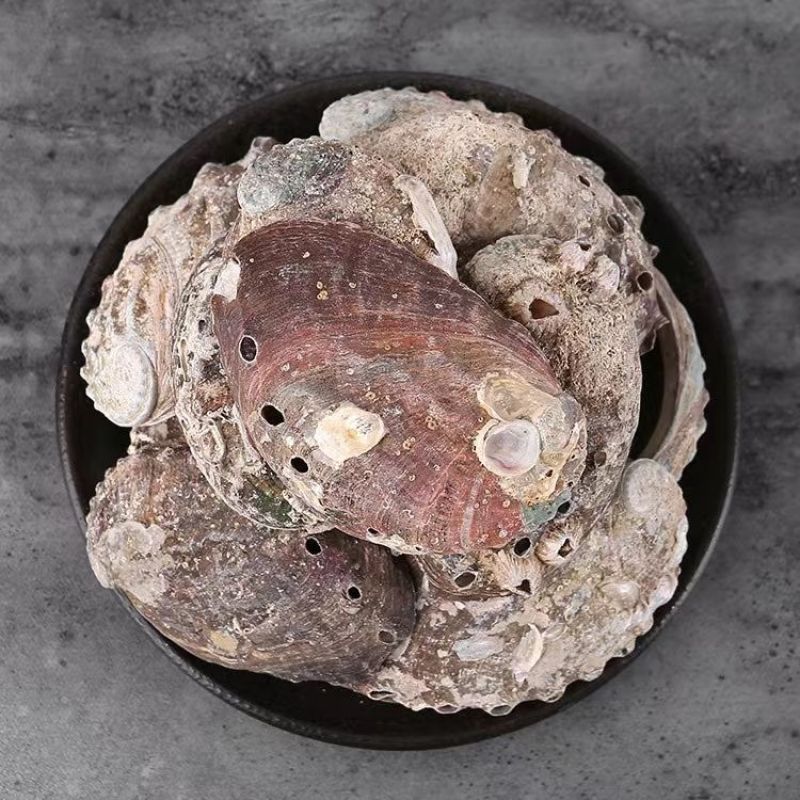 中药材石决明,鲍鱼壳货真价实