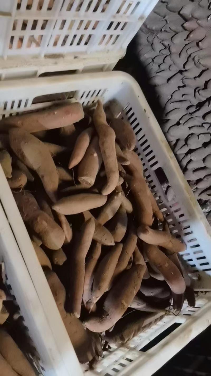 西瓜红红薯沙瓤土小薯通货大量货源诚信经营