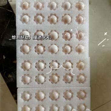 河南新鲜鸽子蛋批发15-18克厂家直发一手货源全国发货