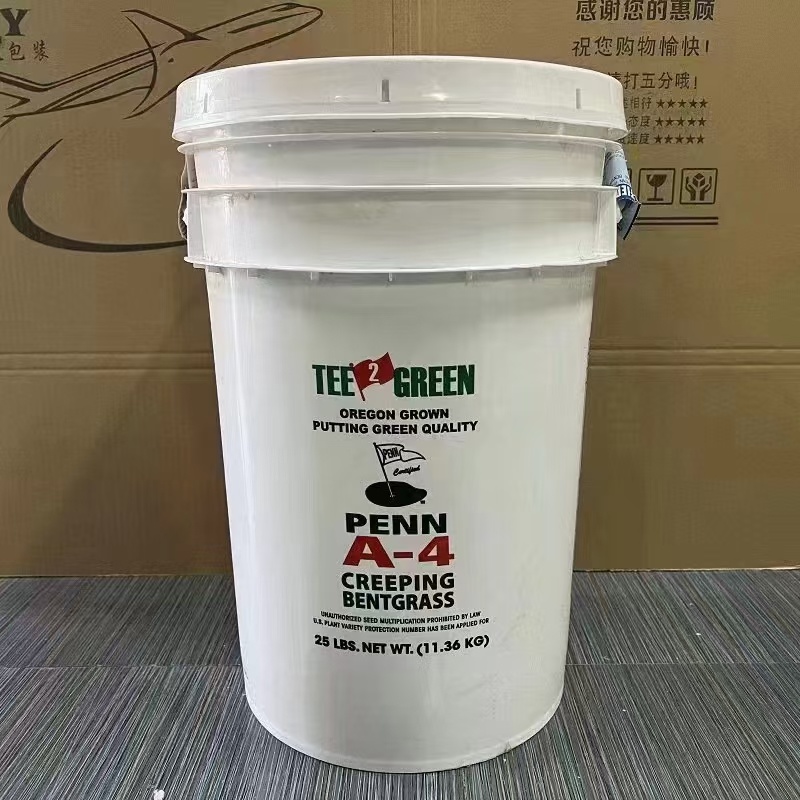 剪股颖a4a1小蜥蜴草坪草籽庭院别墅矮生草皮种子少修