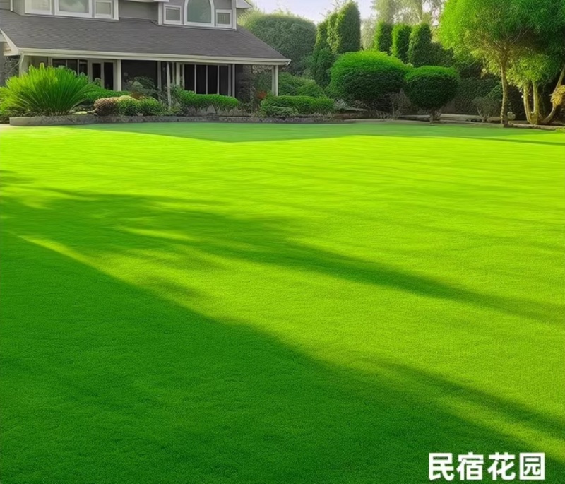 剪股颖a4a1小蜥蜴草坪草籽庭院别墅矮生草皮种子少修