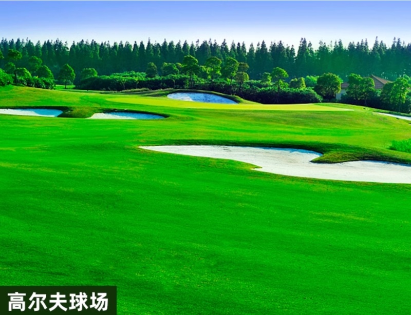 剪股颖a4a1小蜥蜴草坪草籽庭院别墅矮生草皮种子少修