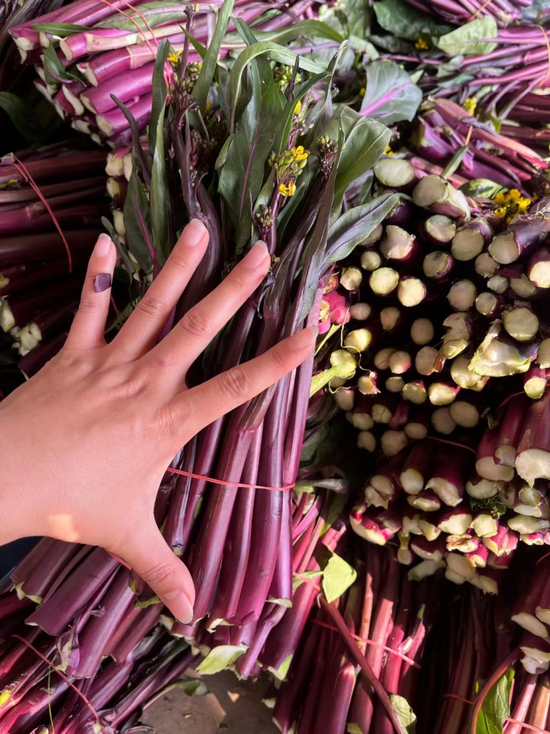 红菜苔红花芯湖北红菜苔红油菜产地发货