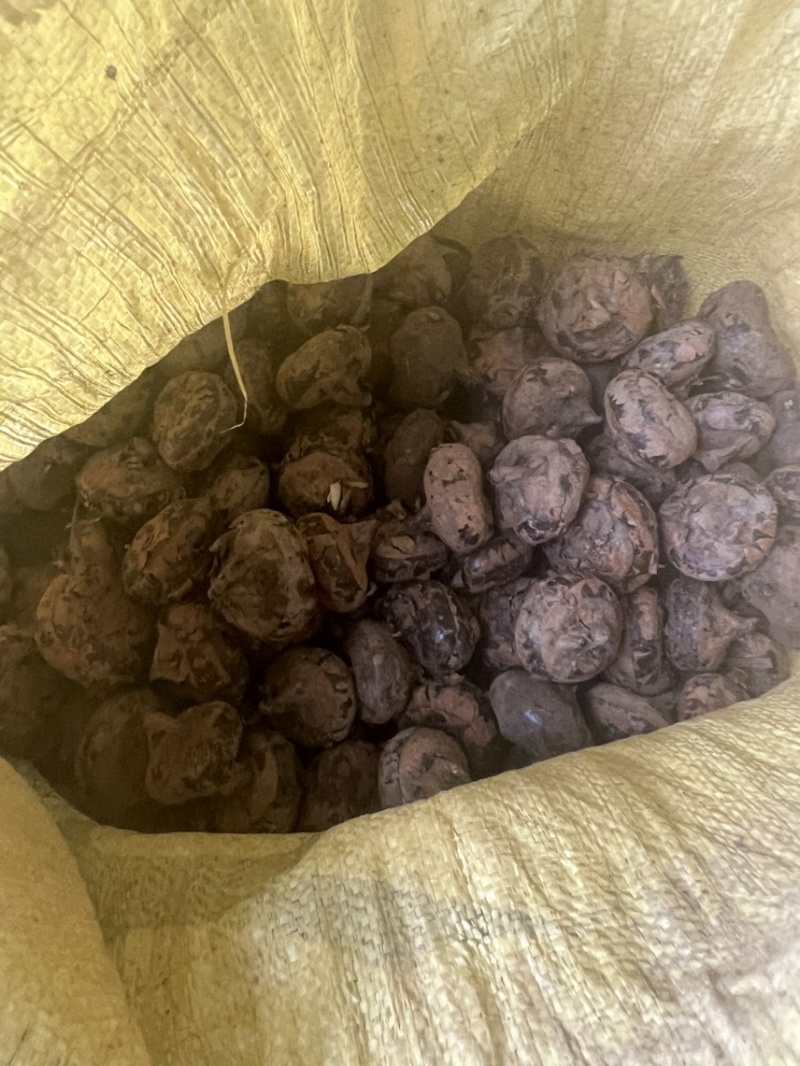 新鲜干货马蹄，水洗马蹄产地直销欢迎老板洽谈