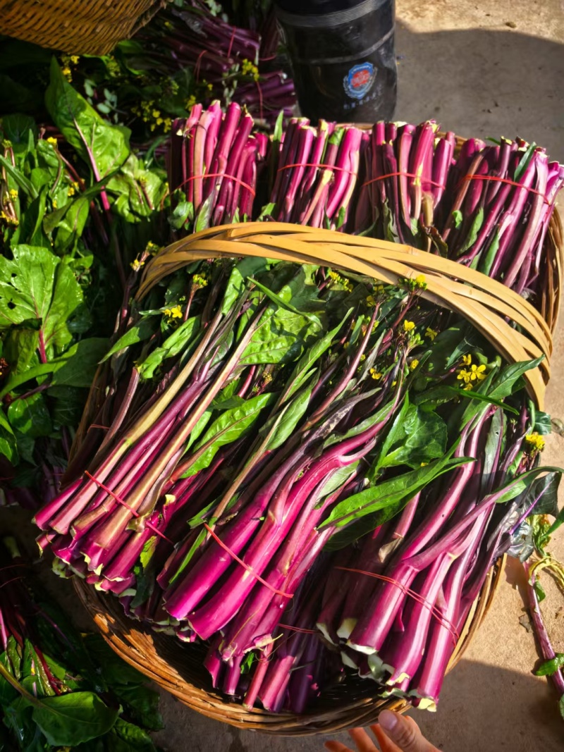红菜苔红花芯湖北红菜苔红油菜产地发货