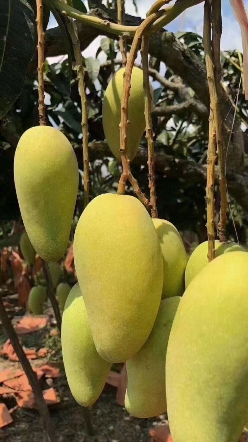 海南陵水金煌芒