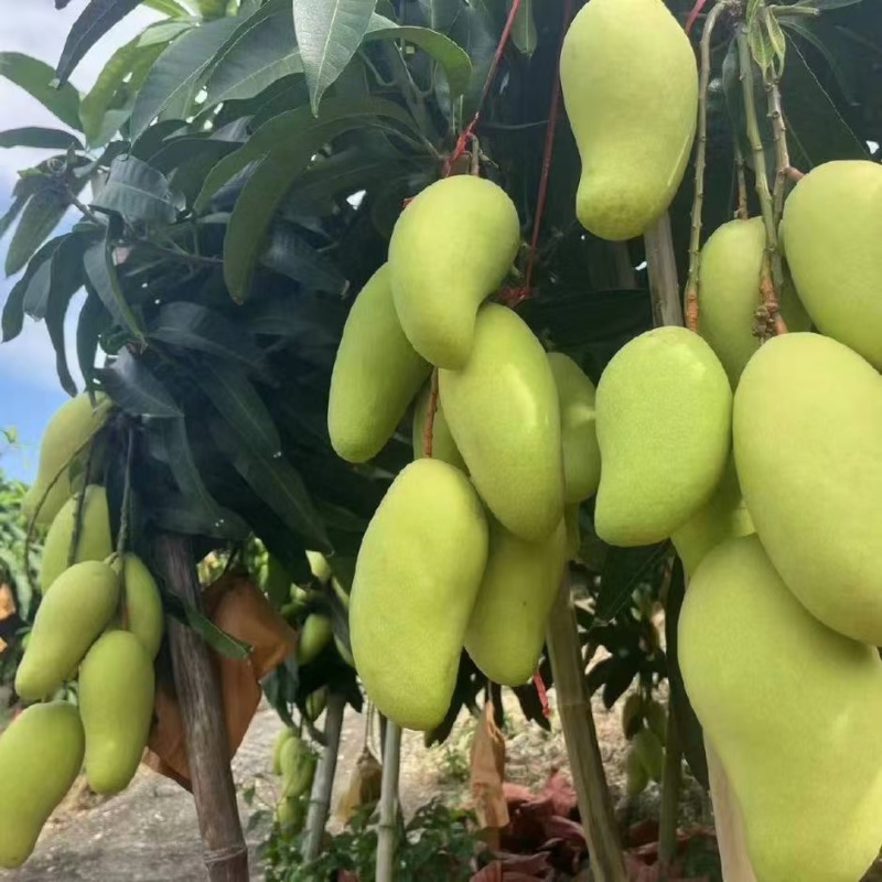 海南陵水金煌芒