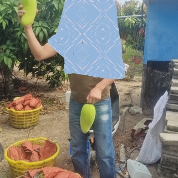 海南陵水金煌芒