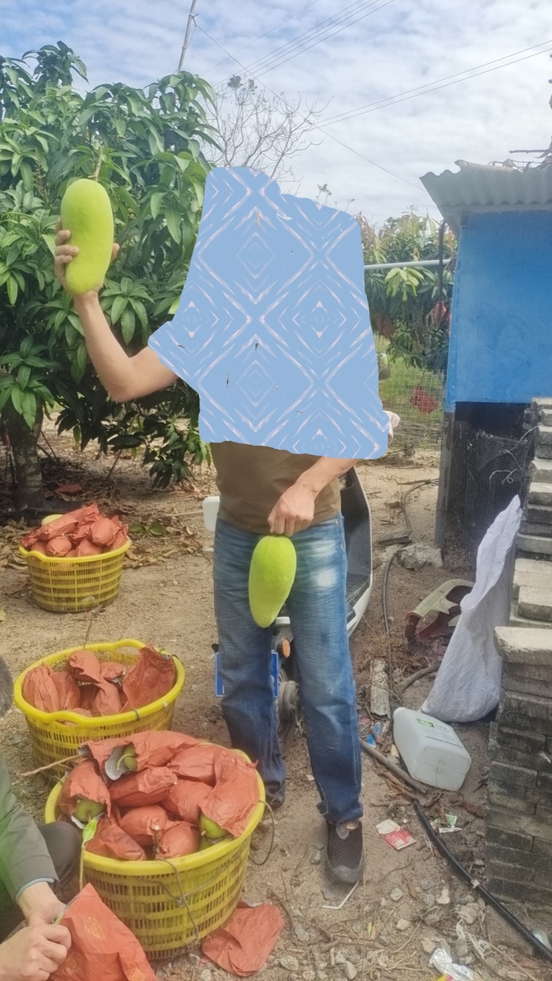 海南陵水金煌芒
