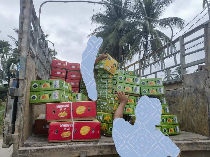 海南陵水金煌芒