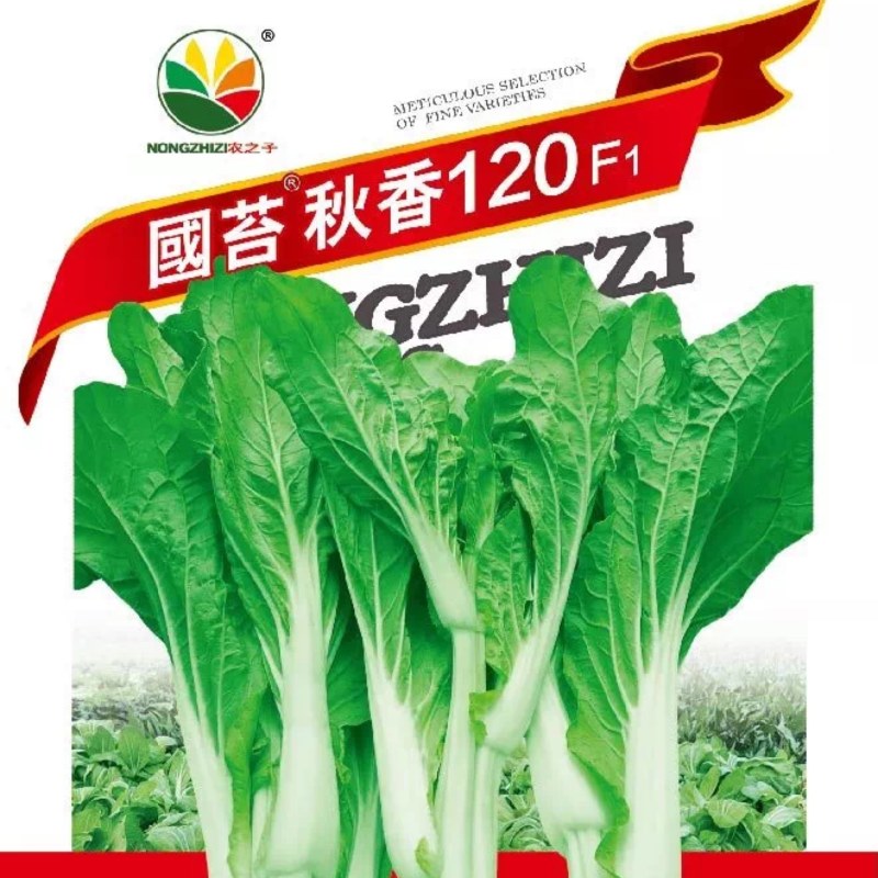 早熟白菜苔种子广东菜薹国苔秋香120早熟高产秋冬季菜