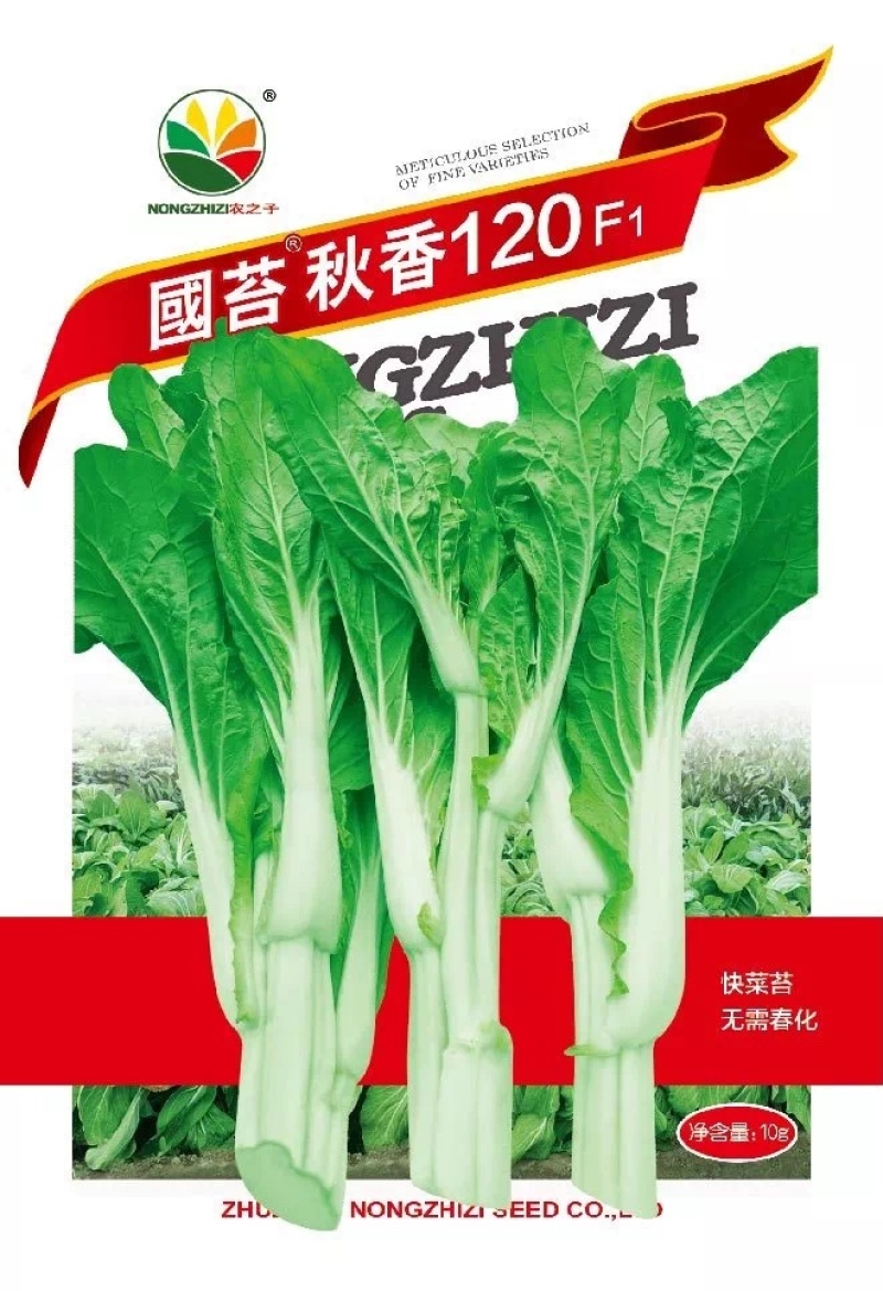早熟白菜苔种子广东菜薹国苔秋香120早熟高产秋冬季菜