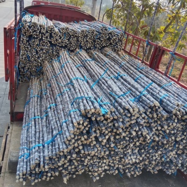 精品甘蔗质量保证有想法的欢迎来电