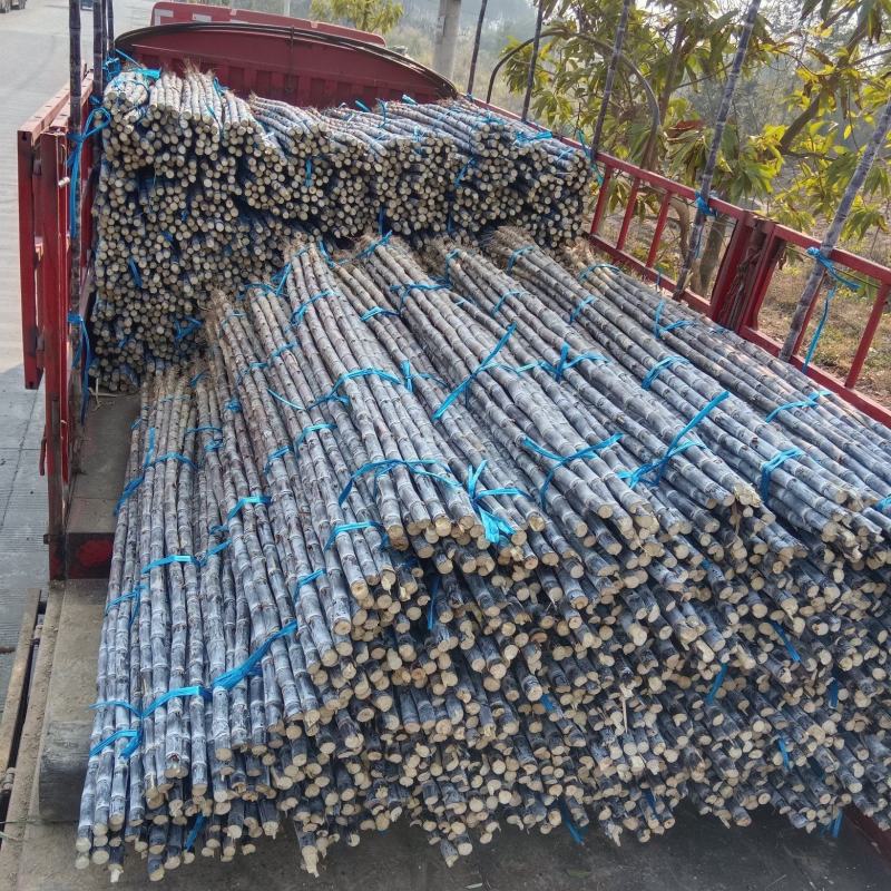精品甘蔗质量保证有想法的欢迎来电