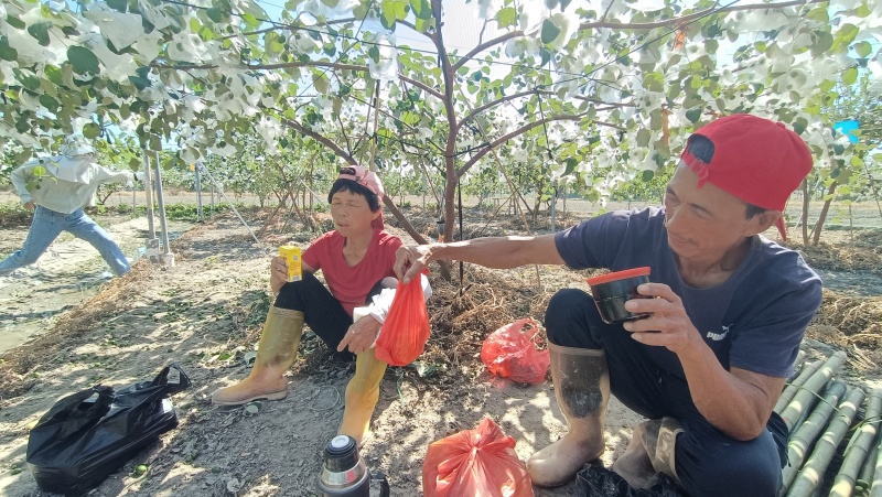 台湾苹果枣鲜枣青枣牛奶马上可以摘了，有没有人收购，