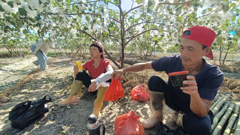 台湾苹果枣鲜枣青枣牛奶马上可以摘了，有没有人收购，