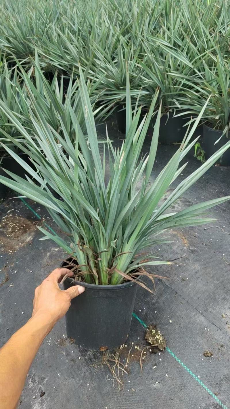 精品乌托邦山管兰