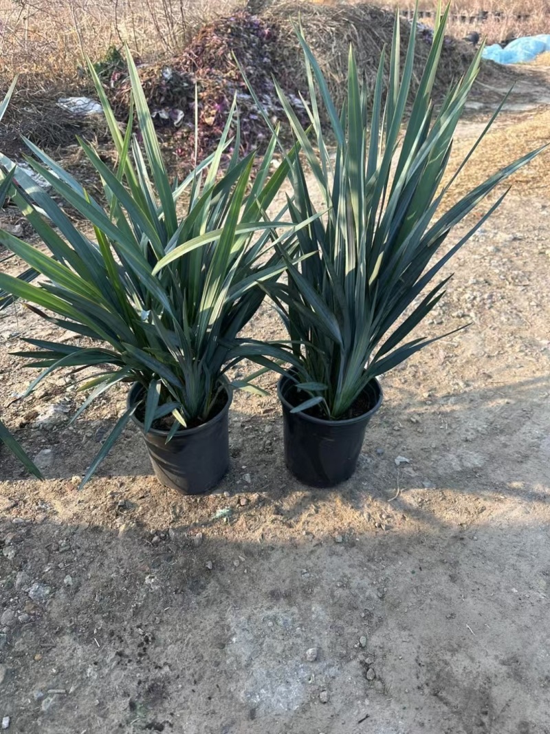 精品乌托邦山管兰