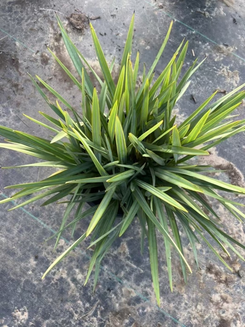 精品乌托邦山管兰