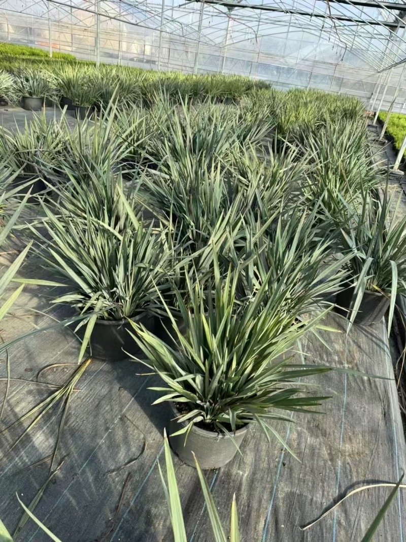 精品乌托邦山管兰
